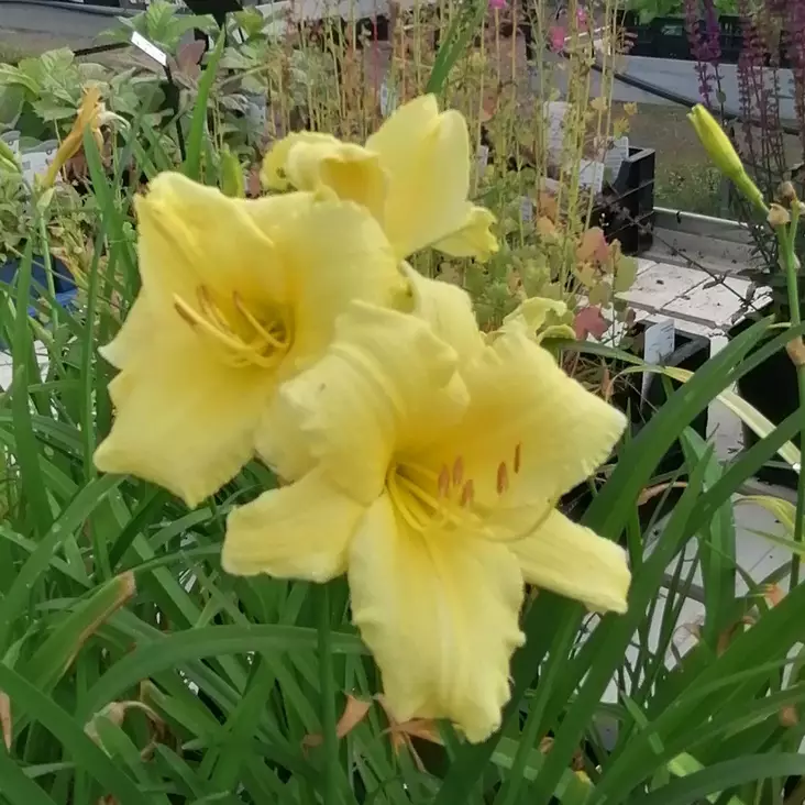 Tarhapäivänlilja Fragrant Treasure - Perennat - 72449 - 1
