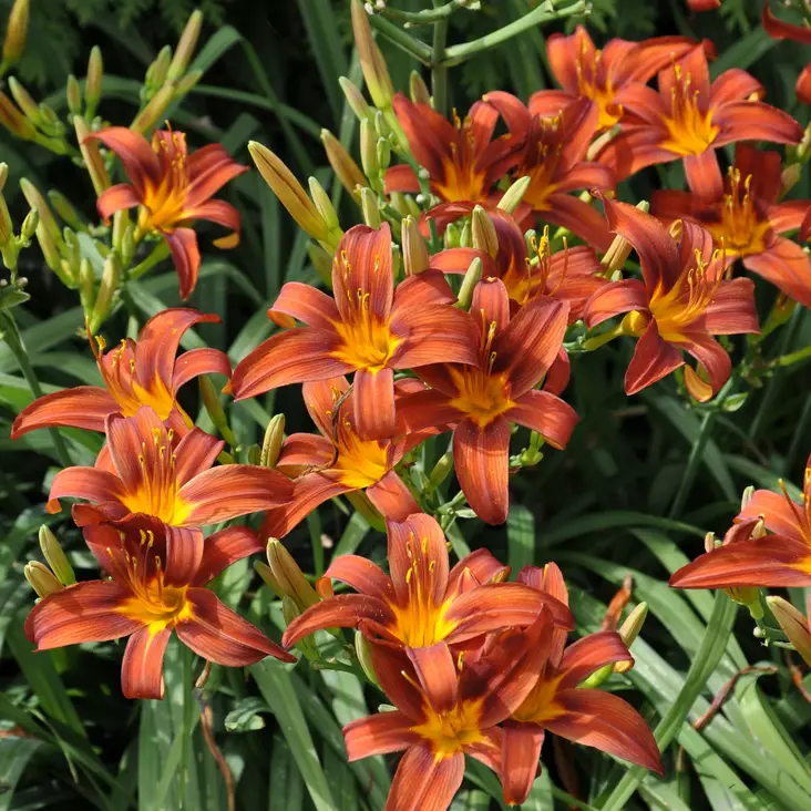 Tarhapäivänlilja Sammy Russel - Perennat - 72469 - 1