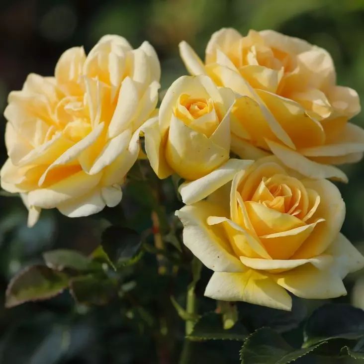 Tertturuusu Luna - Ryhmäruusut - 31279 - 1