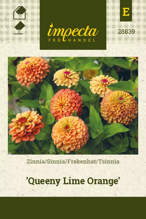 Tsinnia Queeny Lime Orange - Kukkien ja koristeheinien siemenet - 7332756288399 - 0