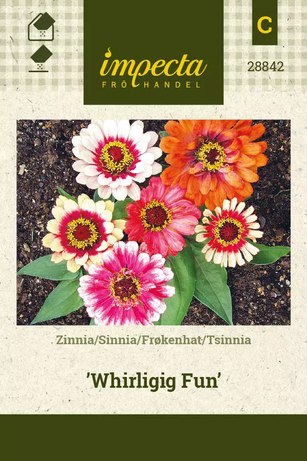 Tsinnia Whirligig Fun - Kukkien ja koristeheinien siemenet - 7332756288429 - 0