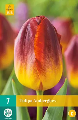 Tulppaani Amber Glow 7 kpl/pkt - Tulppaanit - 8712438974939 - 1