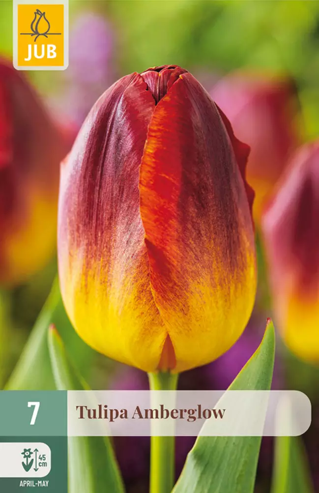 Tulppaani Amber Glow 7 kpl/pkt - Tulppaanit - 8712438974939 - 1