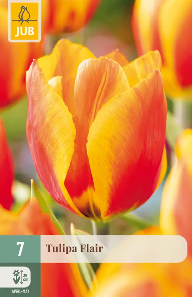 Tulppaani Flair 7 kpl/pkt - Tulppaanit - 8712438502309 - 1