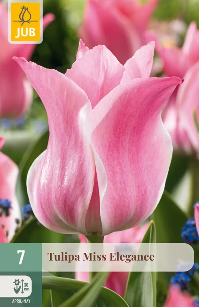 Tulppaani Miss Elegance 7kpl/pkt - Tulppaanit - 8712438982439 - 1
