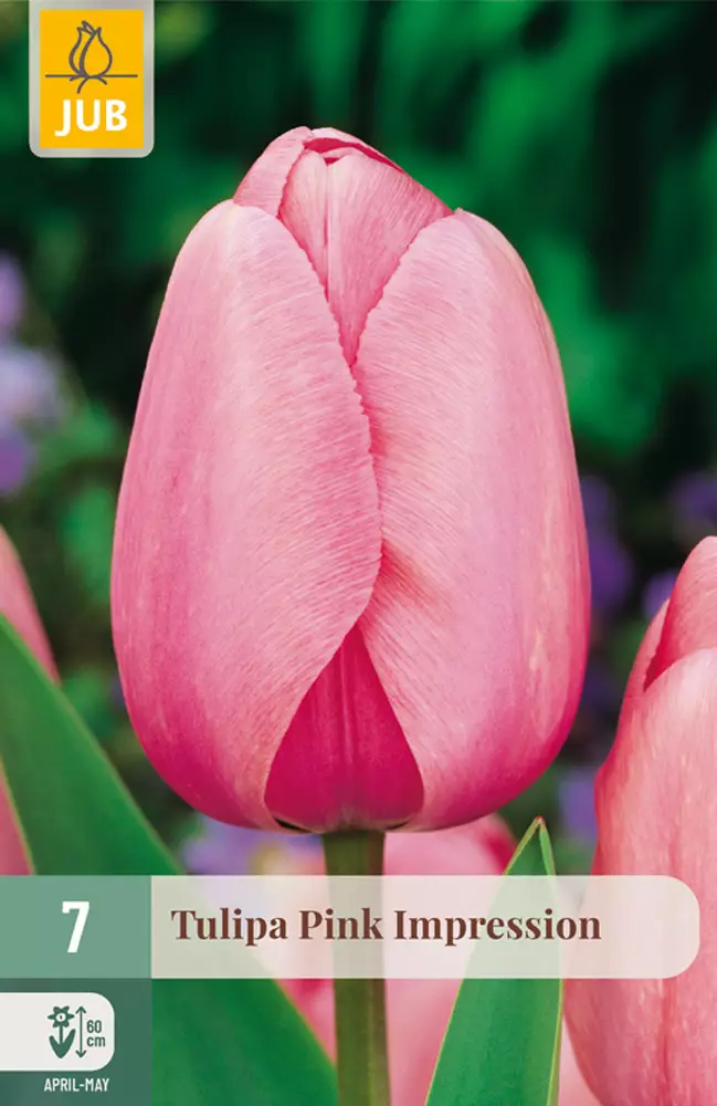 Tulppaani Pink Impression 7 kpl/pkt - Tulppaanit - 8712438504259 - 1