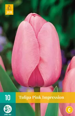 Tulppaani Pink Impression 7 kpl/pkt - Tulppaanit - 8712438504259 - 1