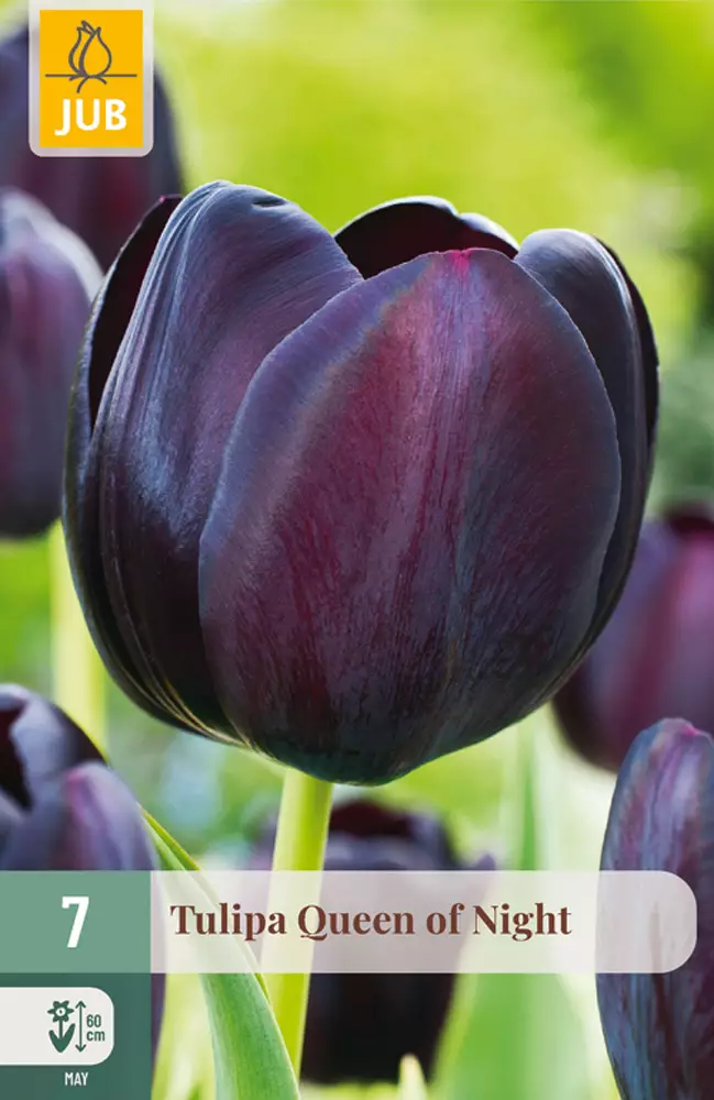 Tulppaani Queen of Night 7 kpl/pkt - Tulppaanit - 8712438504709 - 1