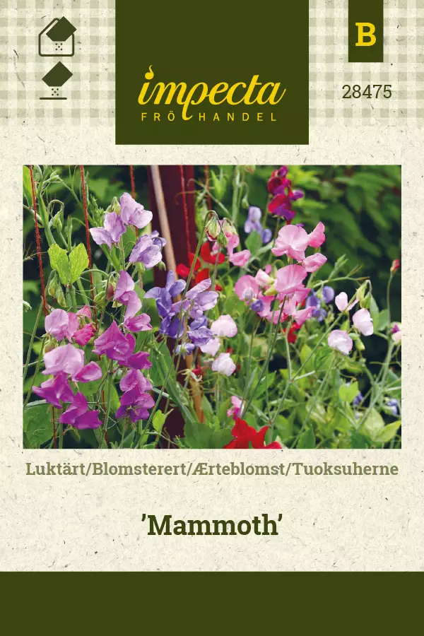 Tuoksuherne Mammoth - Kukkien ja koristeheinien siemenet - 7332756284759 - 0