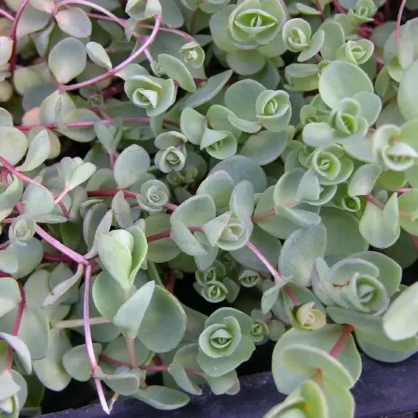 Turkestaninmaksaruoho - Perennat - 7519 - 1