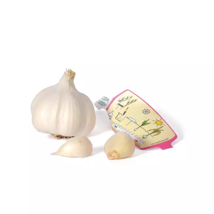 Valkosipuli Aulxito 1 kpl/pkt - Siemenet ja sipulit - 7312600043619 - 1