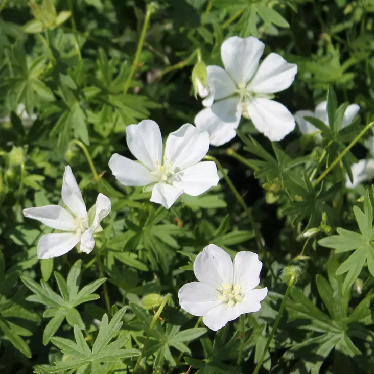 Verikurjenpolvi Album - Perennat - 72279 - 1